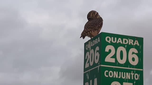 This owl is mesmerized by the human voice - funny!