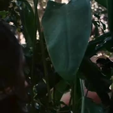 Todays Warning - Short