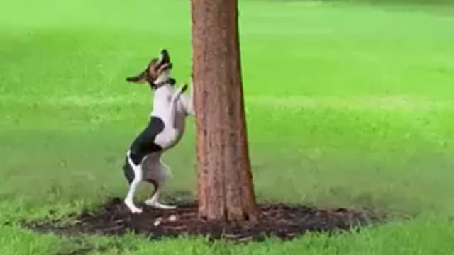 Jumpin Dog (Treeing Walker)
