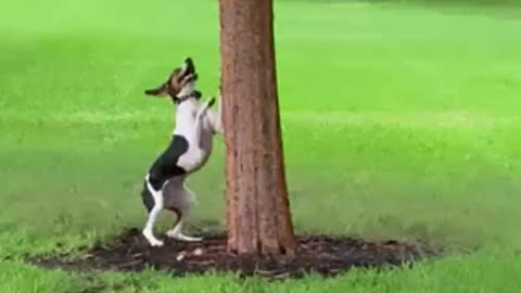 Jumpin Dog (Treeing Walker)