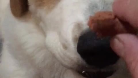 Brown white dog grabs dog treat from owner