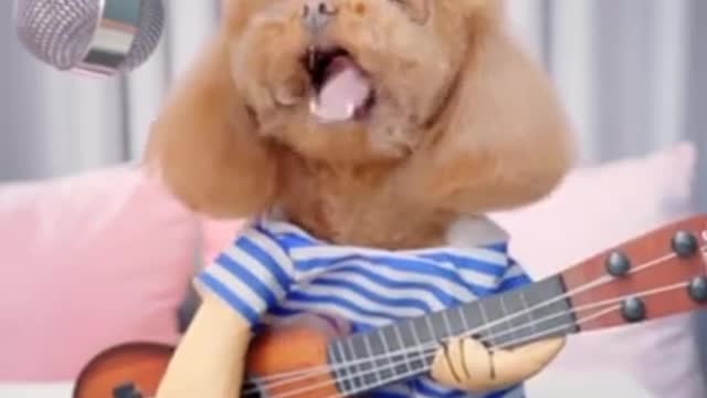 Cute animals showing their talents | pets talent