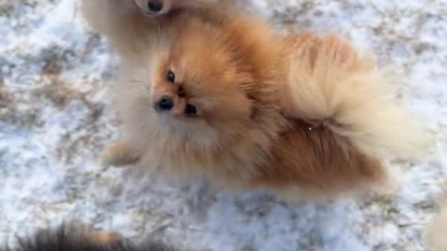 dogs-jumping-to-hand-on-snow