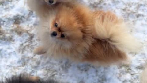 dogs-jumping-to-hand-on-snow