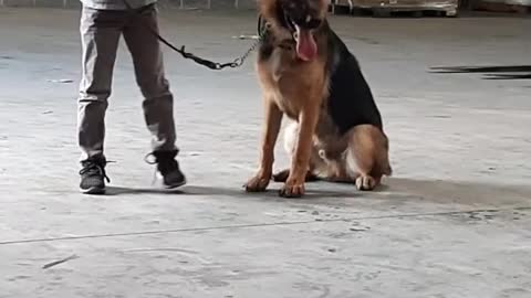 7 year old young man doing some obedience with his German shepherd.