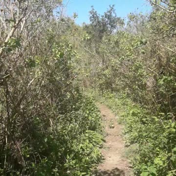 Path through the cemetery