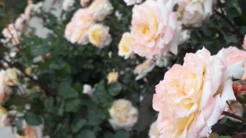 Park Retiro Rose Garden ( Madrid )