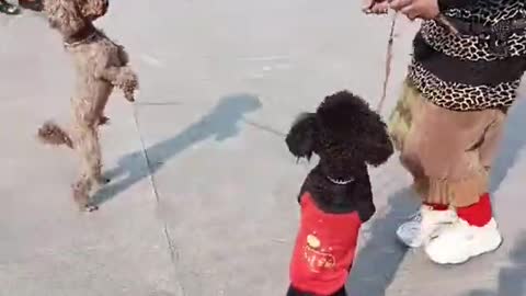 Dancing cute puppy😍😍