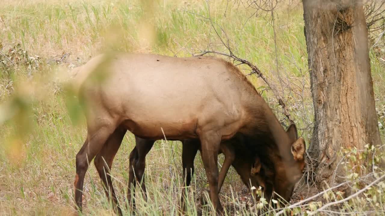 A Mother Elk With Her Calf Grazing In An Autumn Forest In The Morning