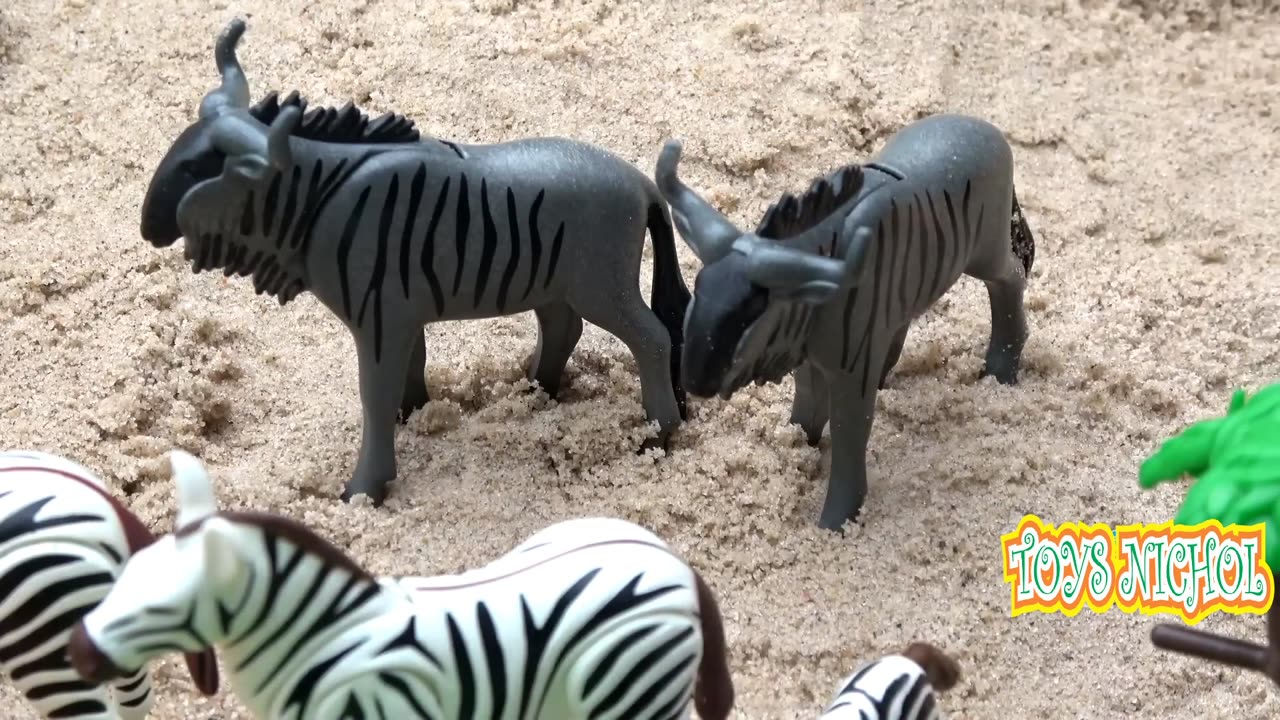 Buffalos and Hippos Go Into Pools of Water to Soak to Feel Cool