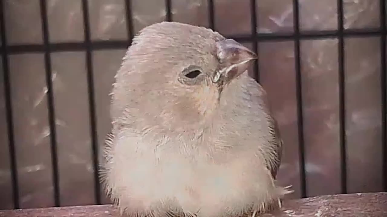 Zebra Finch Baby Beauty