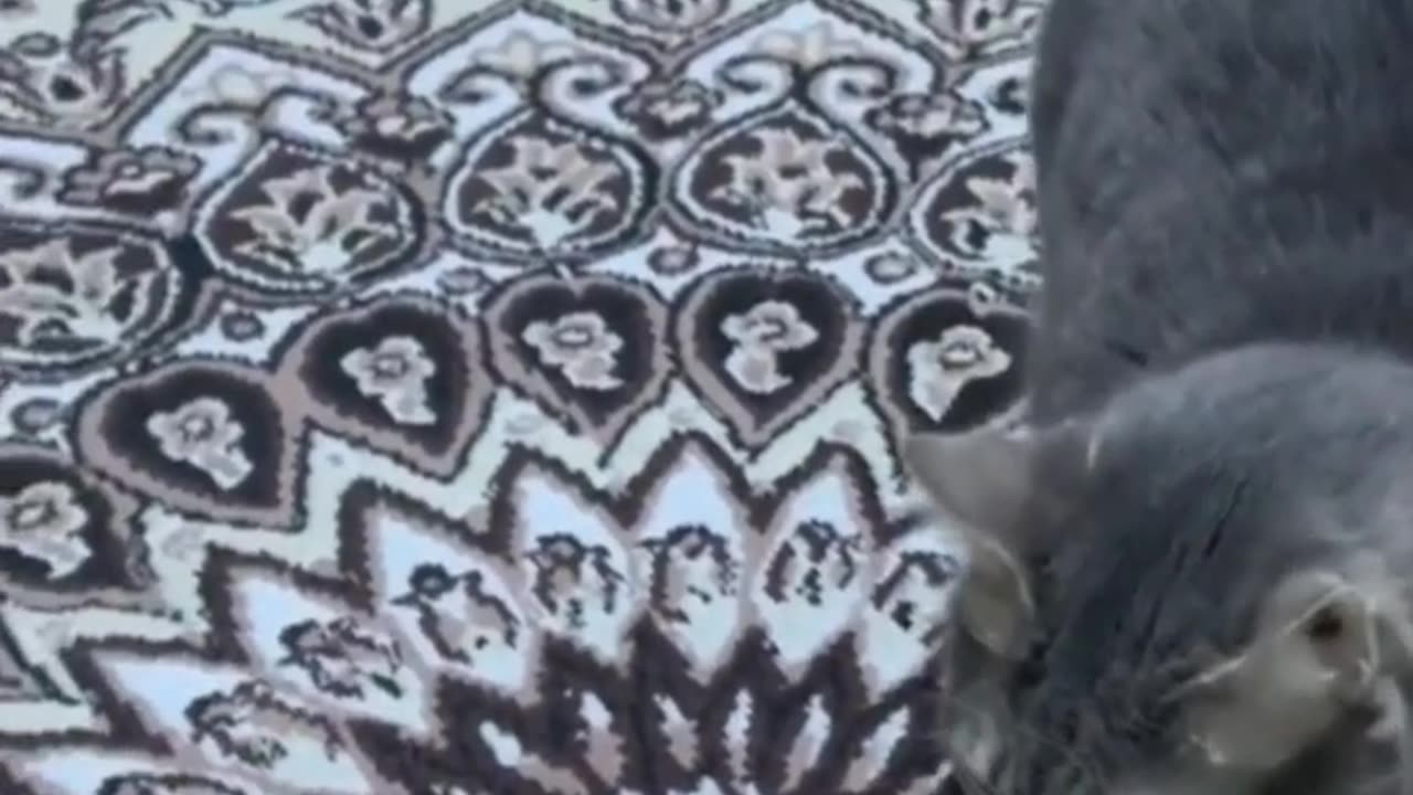 Beast video 📹 funny