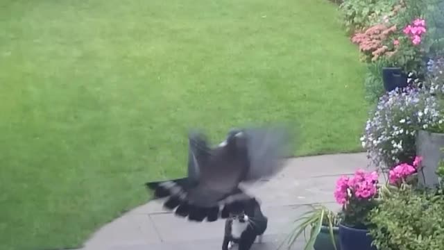 Grey cat chases after pigeon in backyard it flies into window