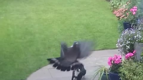 Grey cat chases after pigeon in backyard it flies into window