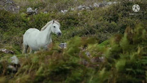 A White Horse in an open field.