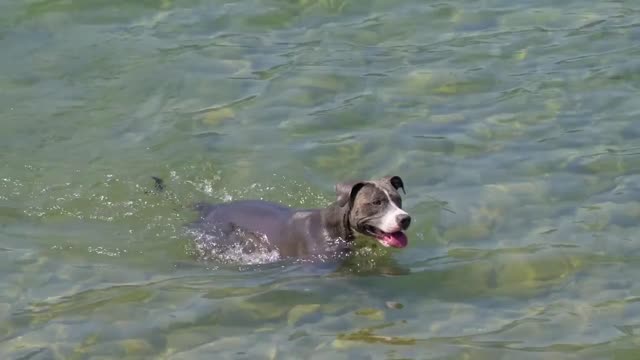 A Little Dog Swimming The Lake