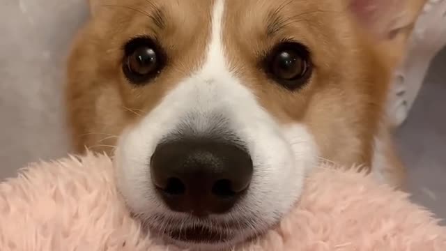 Please give me a bite, just a bite