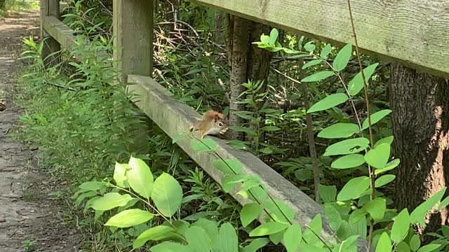 Red Tailed squirrel