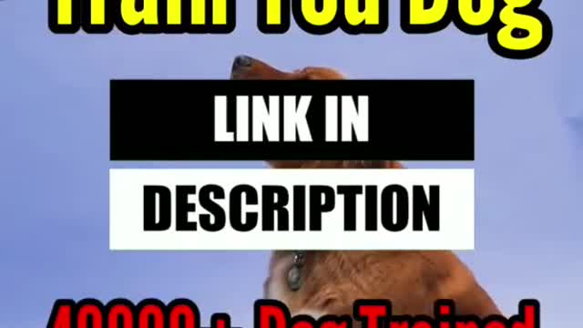 How to train dog, Dog training video