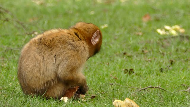 Baby monkey eating his food FHD