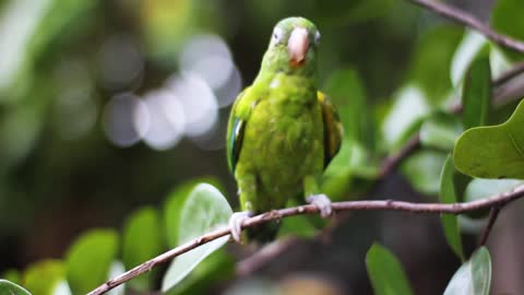 Beautiful green bird on a tree