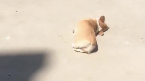 Can't stop laughing animals cats and dogs🐈😺 Cute #71💋🥺