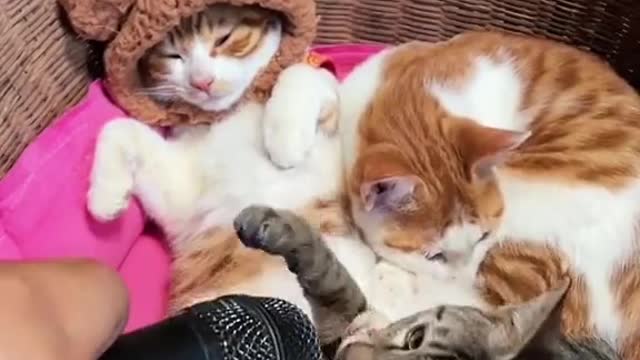 Cat sounds in the mic