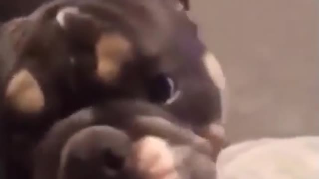 Cute dog funny moment 2021 | dog very funny video| cute honny