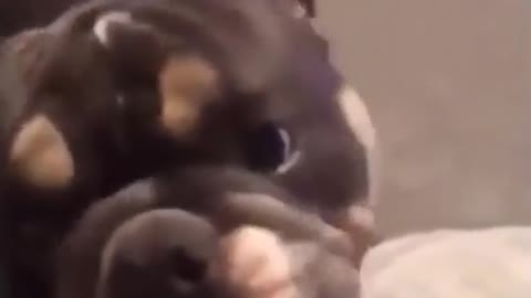 Cute dog funny moment 2021 | dog very funny video| cute honny