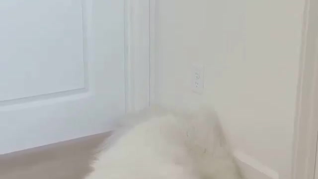 Watch until the end for a surprise 😂🥰❤️🐶