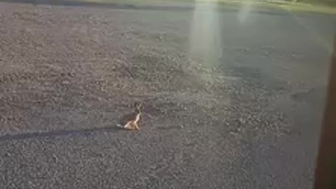 wild rabbit on the truck stop