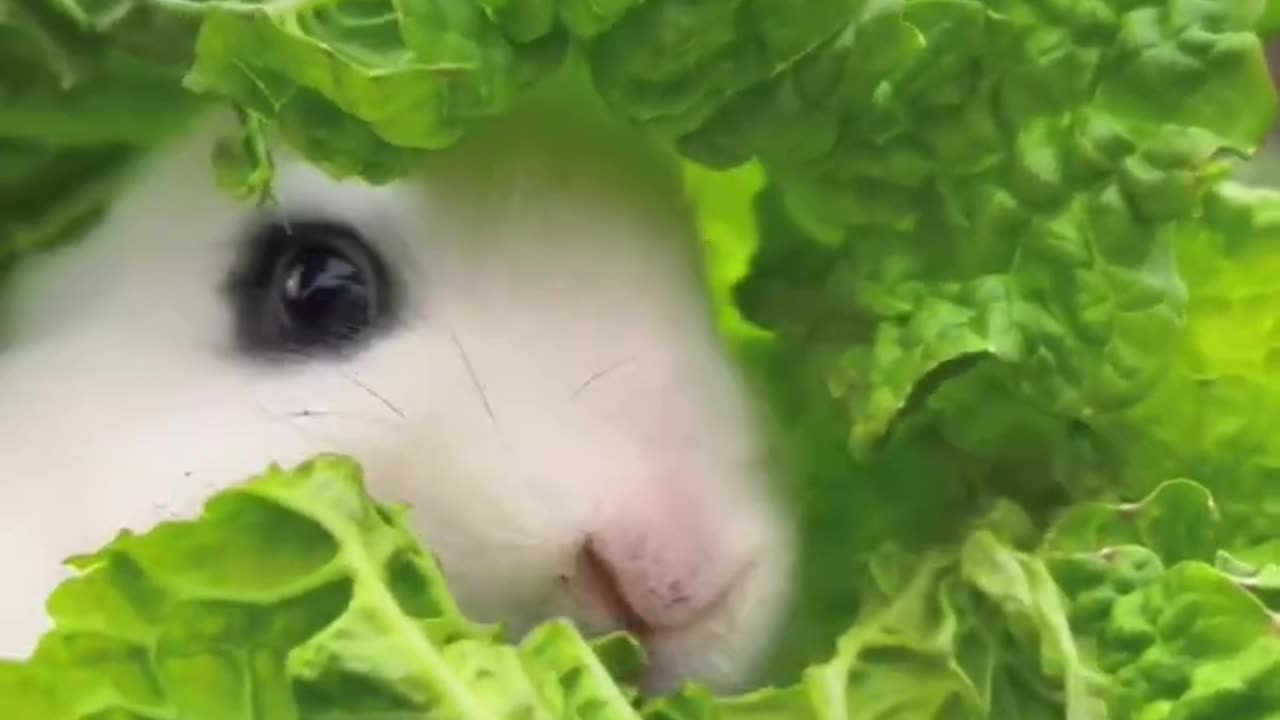 Cute Rabbit