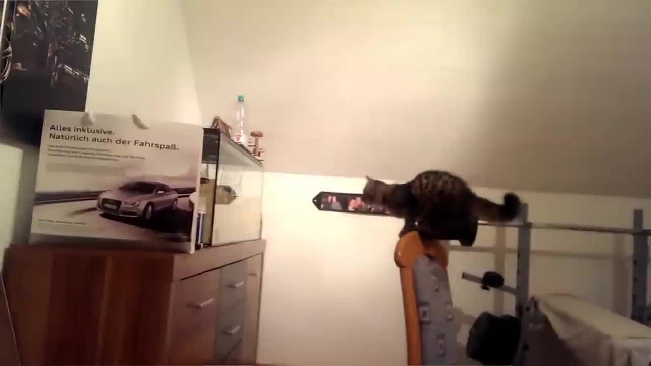 A cute cat jump