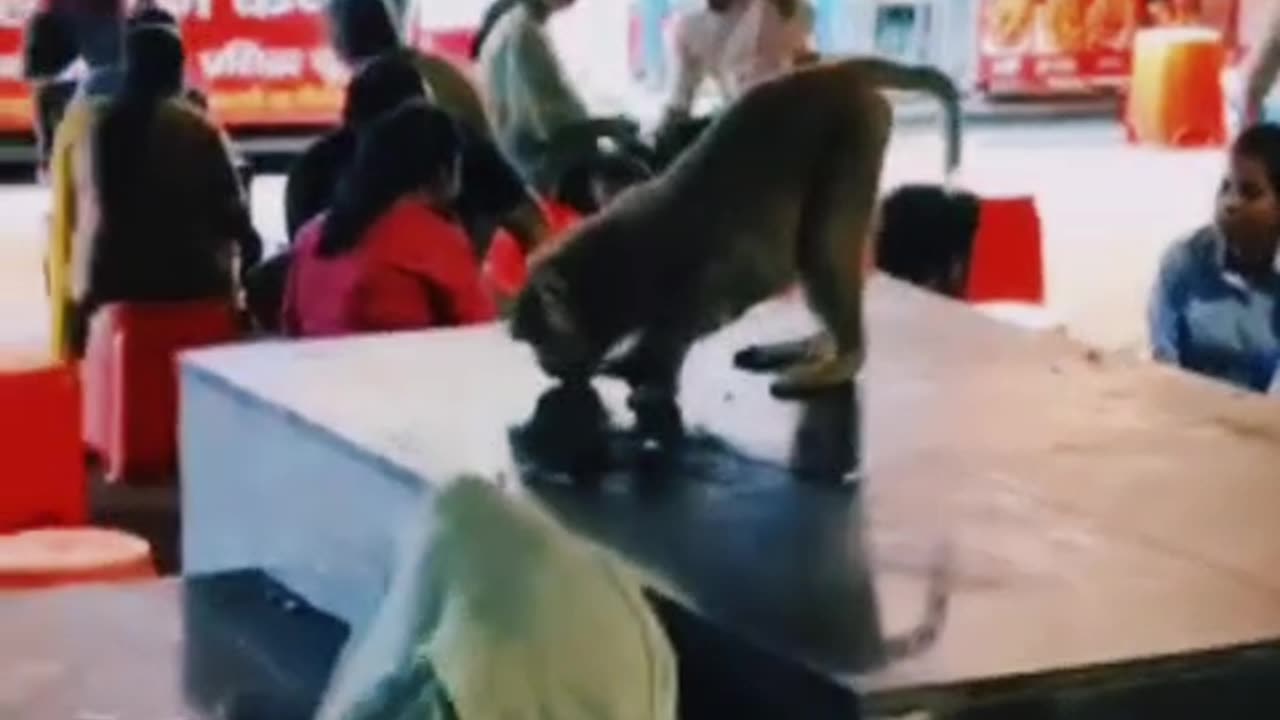 Monkey funny video