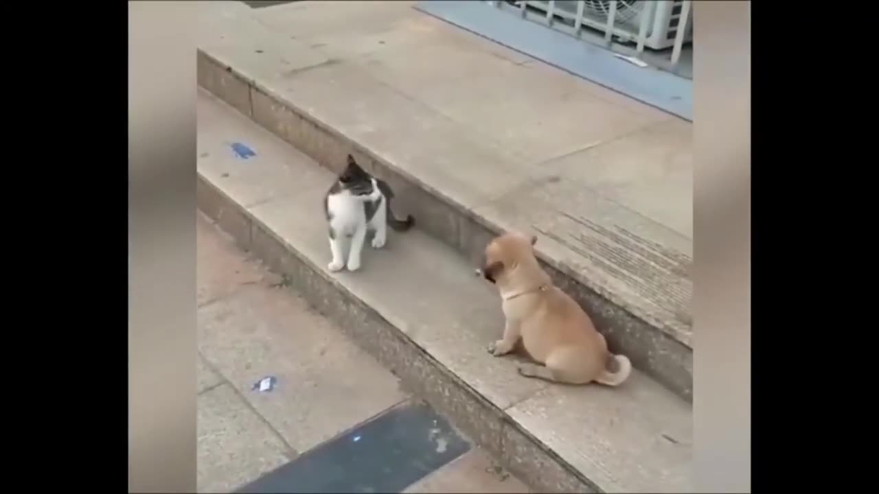 Cat vs Dog 🤣🤣