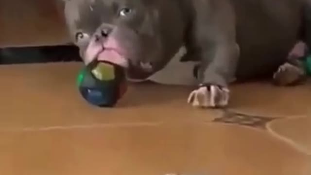 Cute Dogs Compilation - Funny Dog - Cute Puppy - training dog - watch fully#shorts