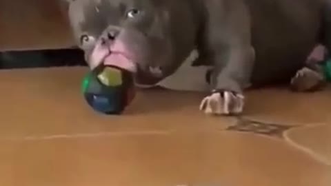 Cute Dogs Compilation - Funny Dog - Cute Puppy - training dog - watch fully#shorts