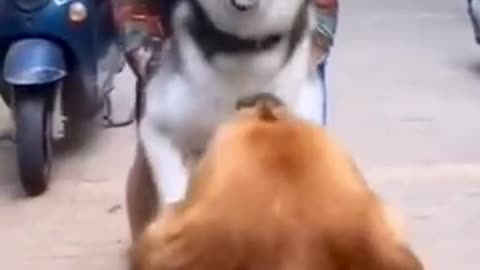 Funny dog