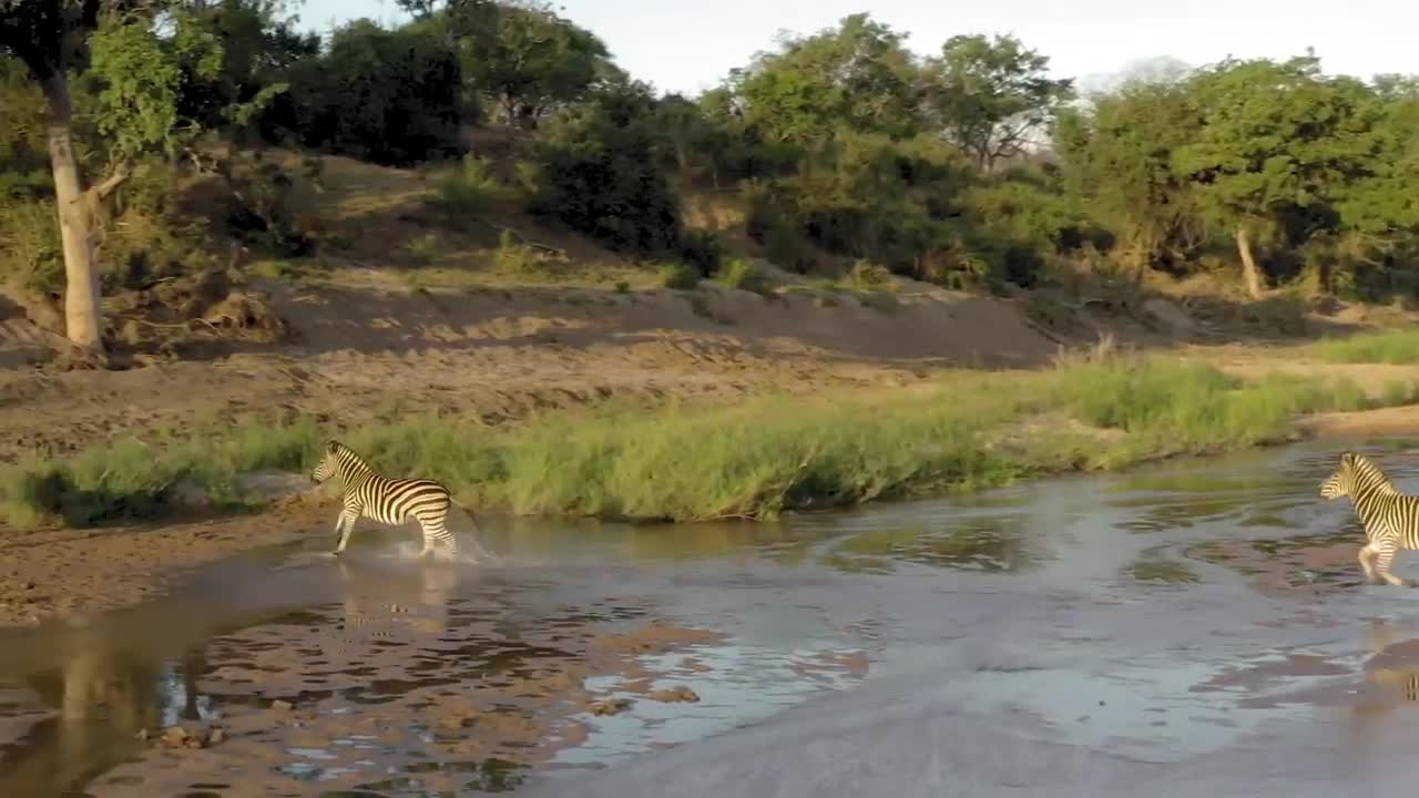 Wild Life