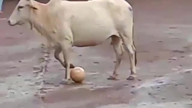 Cow ply futball funny videos