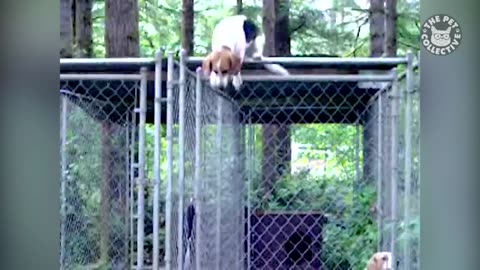 Pet Escape Artists - Funny Pet Video Compilation - The Pet Collective