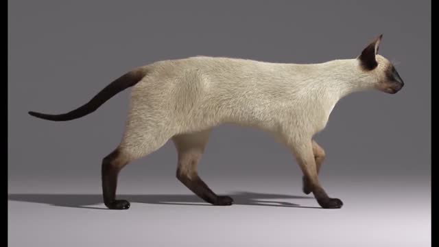 Virtual animal
