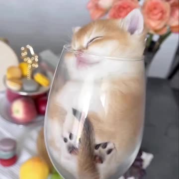 Sparkling wine cute kitten brand