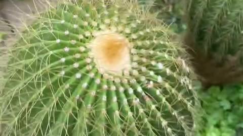 Cactus in pot