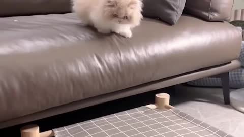 The cat is so lively