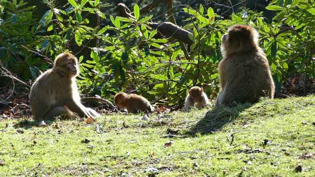 Monkeys a friendly family