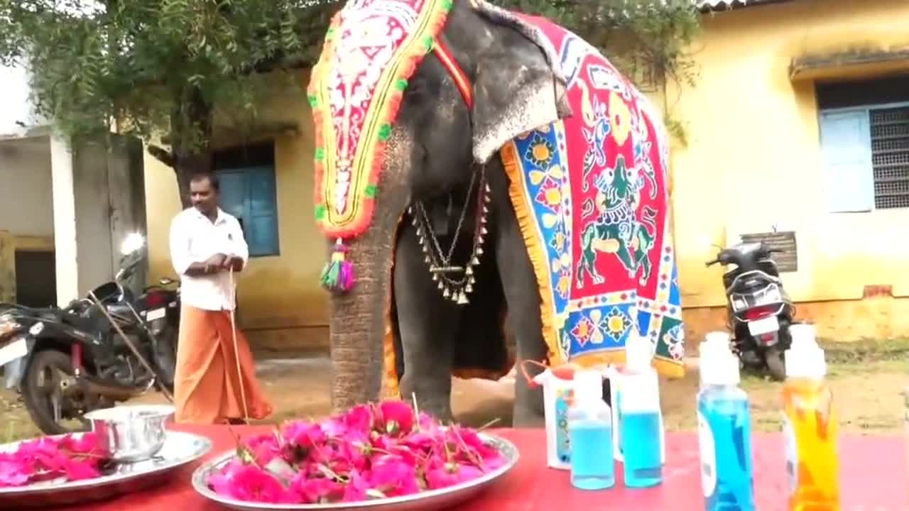 Elephant welcomes kids back to school in India after 19 months COVID break