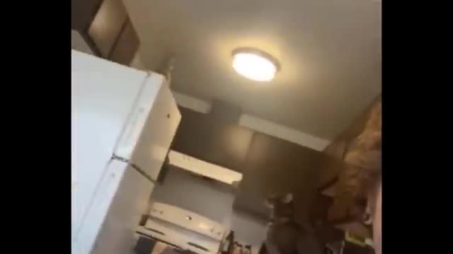 😹 You Definitely Laugh, I Believe In It 😇 - Funniest Cats Expression Video 😇 - Funny Cats Life