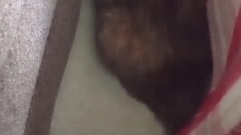 Cat Video Of Cat Playing With a Cat Toy While Between Furniture Items