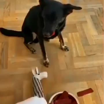 How to get your dog not to eat